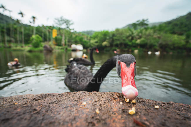 Nahaufnahme eines schwarzen Schwans mit rotem Schnabel bei der Behandlung aus Stein am See im tropischen Yanoda-Regenwald, China — Stockfoto