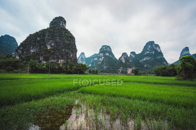 Контрастные рисовые рисовые поля и высокие горы на заднем плане, Гуанси, Китай — стоковое фото