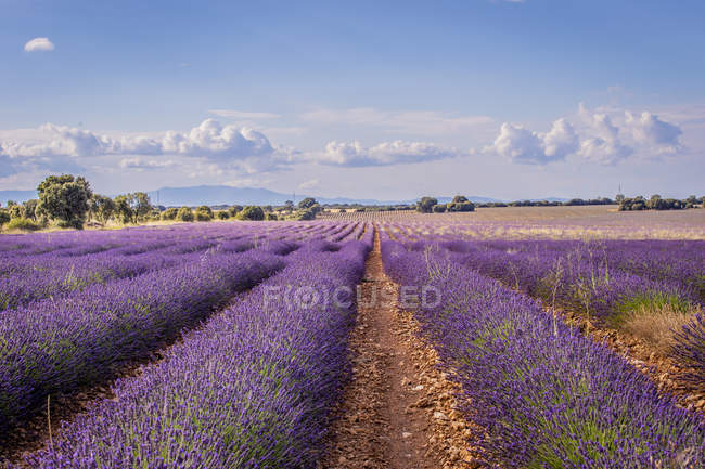 Rows of blooming purple lavender flowers under blue sky in sunlight — Stock Photo