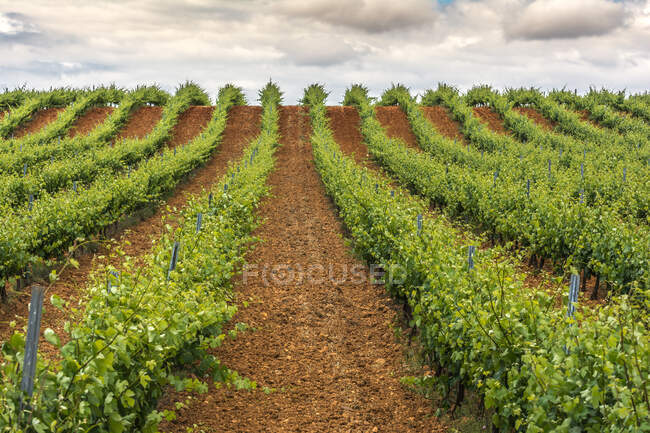 Perspective view of rows of green growing plants on soft brown soil on plantation under cloudy sky — Stock Photo