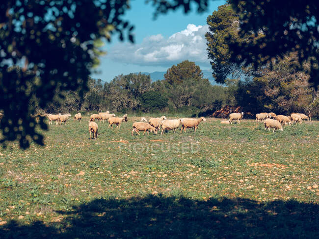 Herd of sheep pasturing on green meadow in sunny day. — Stock Photo