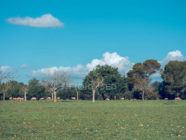 Schafherde weidet bei sonnigem Wetter auf der grünen Wiese. — Stockfoto