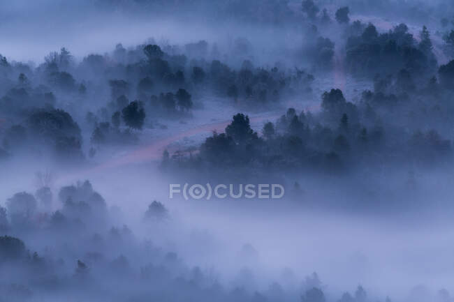 Brouillard sur la forêt hivernale — Photo de stock