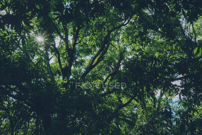 Vista desde abajo del sol brilla a través de gruesa corona verde de árboles - foto de stock