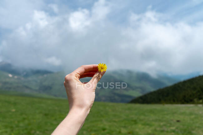 Crop hand with yellow flower — Stock Photo