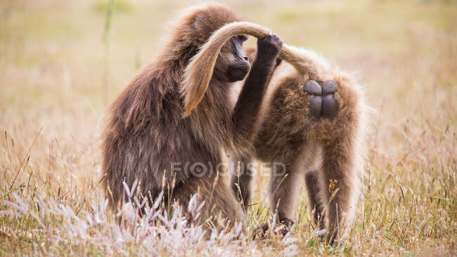 Babuínos cuidar uns dos outros e pentear a pele na natureza — Fotografia de Stock