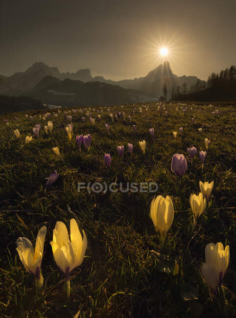 Pretty flowers growing on ground of nice valley in Dolomites mountain range in Italy. — Stock Photo