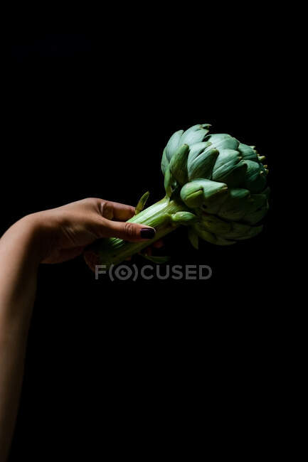 Unknown woman hand holding an artichoke on black background — Stock Photo
