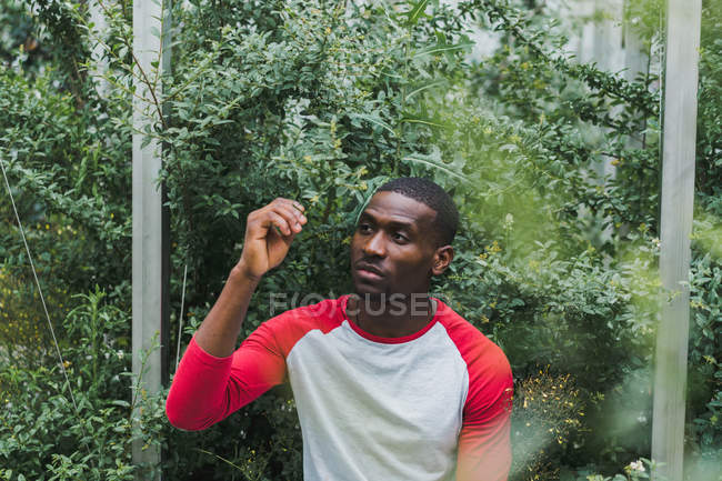 Jovem negro sentado entre arbustos verdes em estufa — Fotografia de Stock
