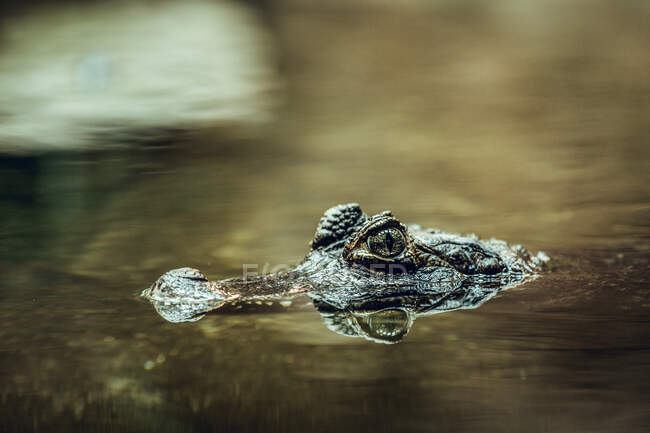 Piccolo coccodrillo nascosto sotto l'acqua vicino all'albero mentre nuota nello stagno dello zoo — Foto stock