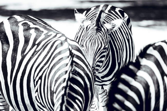 Три прекрасных зебры стоят в вольере в солнечный день в зоопарке — стоковое фото