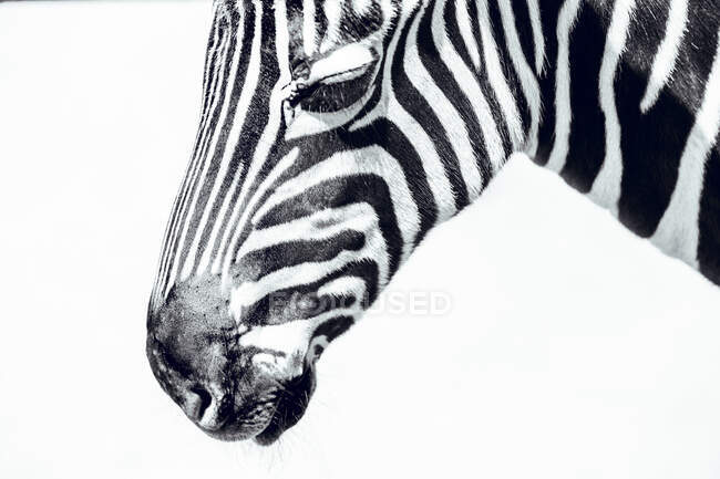 Голова зебры в белом черноземе — стоковое фото