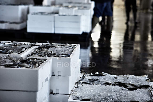 Маленькая рыбка помещается в белые контейнеры со льдом — стоковое фото