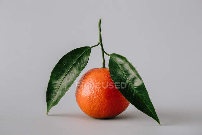 Fresh ripe unpeeled tangerine with green leaves on gray background — Stock Photo