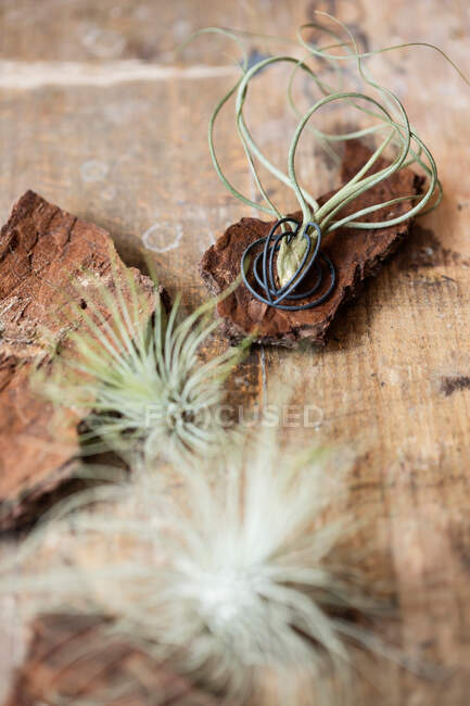 Closeup view of decoration made of piece of tree bark and green rambling plant standing on table with downy flowers on blurred background of room — Stock Photo