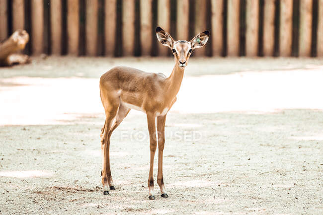 Doce impala jovem de pé no chão no recinto do zoológico e olhando para a câmera — Fotografia de Stock
