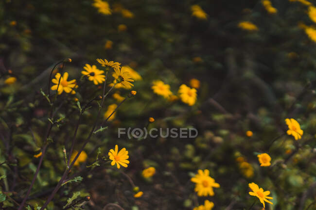 Petites fleurs à fleurs jaunes poussant dans l'herbe verte dans la nature. — Photo de stock