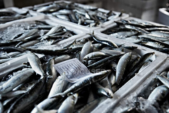 Little fish put in white containers with ice — Stock Photo