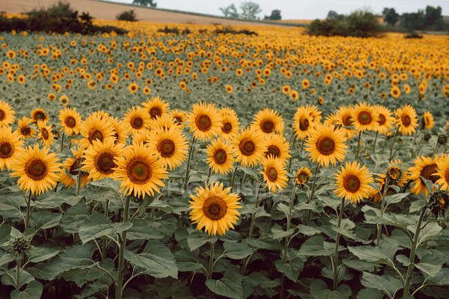 Landscape of sunflowers in field — Stock Photo