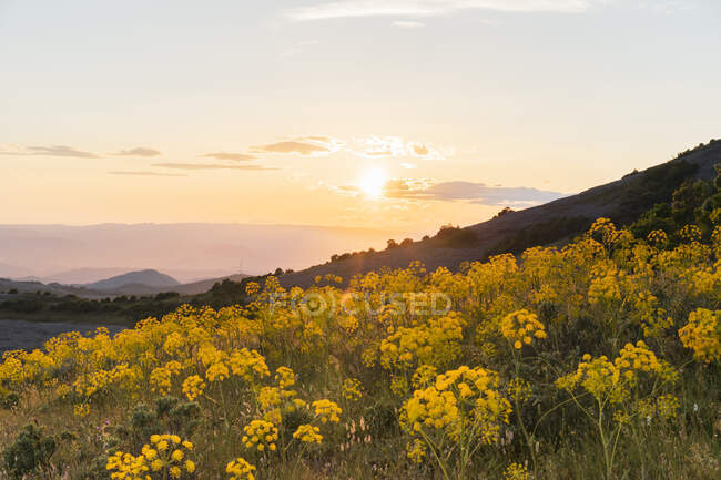 Flores silvestres amarelas florescendo bonitas e por do sol — Fotografia de Stock