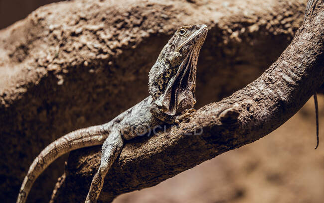 Amazing frilled-necked lizard sitting on thin trunk of tree in zoo — Stock Photo