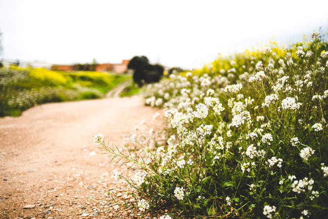 Пышная зеленая трава с цветущими белыми цветами, растущими на сельской дороге — стоковое фото