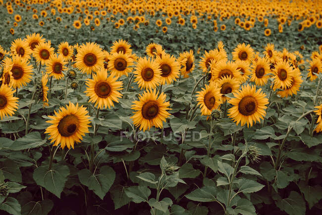 Landscape of sunflowers in field — Stock Photo
