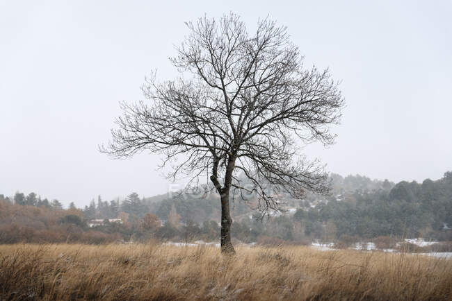 Paysage hivernal avec un arbre solitaire sur une paille de champ — Photo de stock