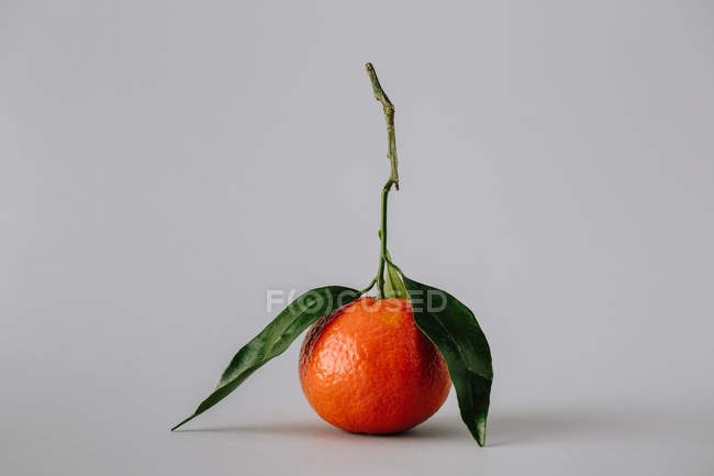 Fresh ripe unpeeled tangerine with green leaves on gray background — Stock Photo