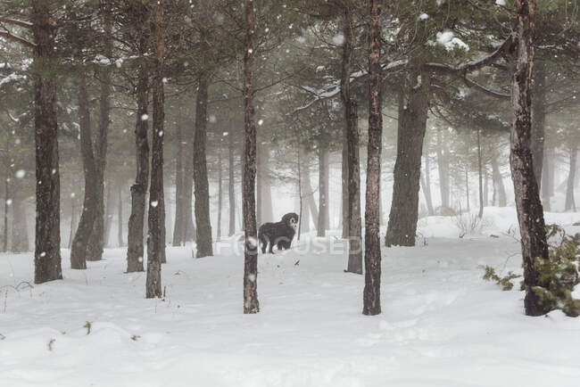 Bernese cão de montanha na floresta durante uma tempestade de neve intensa. — Fotografia de Stock