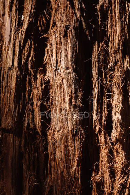 Vista da vicino della corteccia di pino evidenziata in Cantabria, Spagna — Foto stock