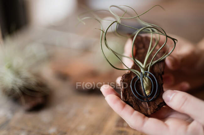 Crop closeup view of woman showing unusual decoration made of tree bark and rambling plant — Stock Photo