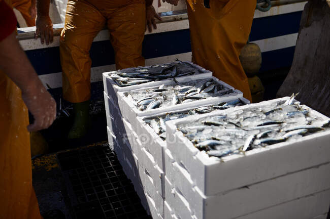 Peixe em recipientes brancos com homens ao redor — Fotografia de Stock