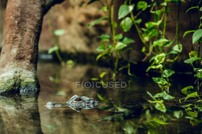Petit crocodile se cachant sous l'eau près d'un arbre tout en nageant dans un étang zoologique — Photo de stock