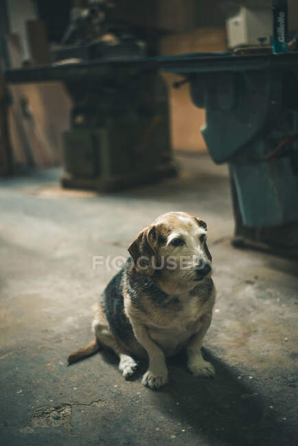 Сумний старий собака сидить на підлозі і дивиться на камеру . — стокове фото