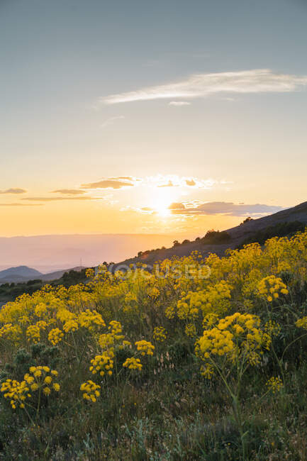 Hermosas flores amarillas silvestres y puesta de sol - foto de stock
