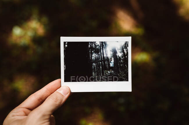 Close up of hand holding photo of man in forest in Cantabria, Spain — Stock Photo