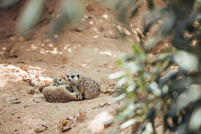 Divertido pequeño suricata comiendo y jugando con los padres en el suelo en el recinto del zoológico - foto de stock