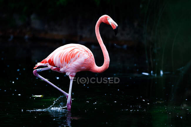 Изумительный розовый фламинго, стоящий в воде темного пруда в зоопарке — стоковое фото