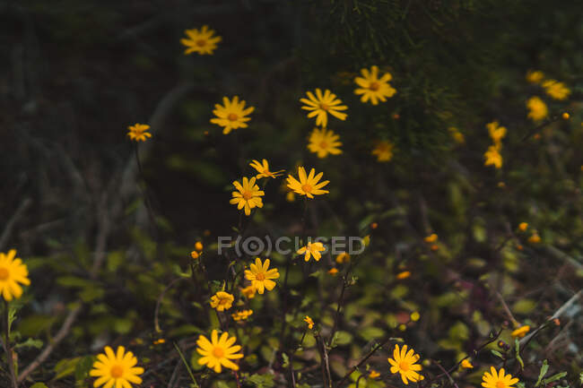 Pequenas flores amarelas florescendo crescendo na grama verde na natureza. — Fotografia de Stock