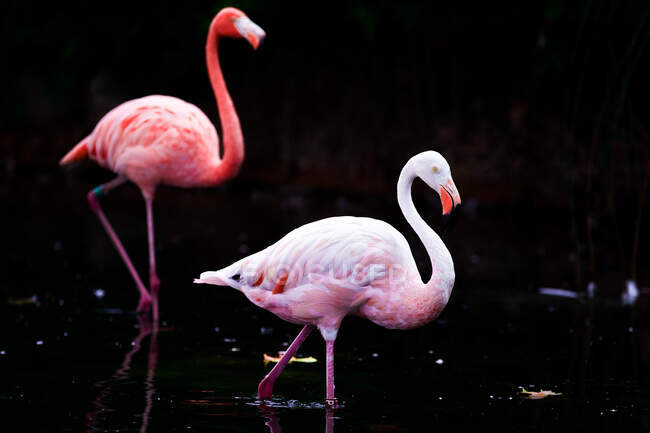 Amazing pink flamingos standing in water of dark pond in zoo — Stock Photo