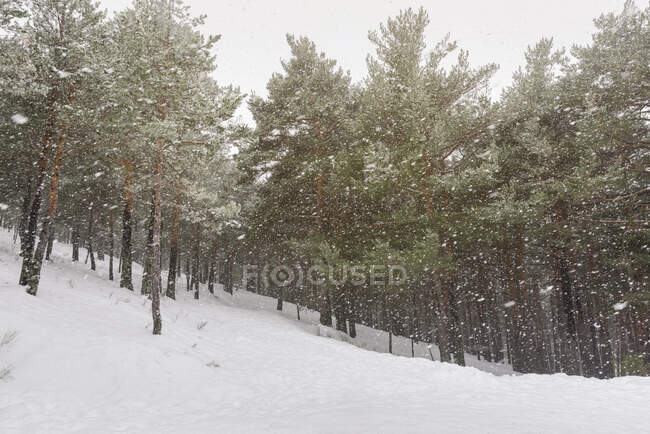 Fondo de invierno con bosque de coníferas cubierto de nieve y tormenta de nieve. - foto de stock