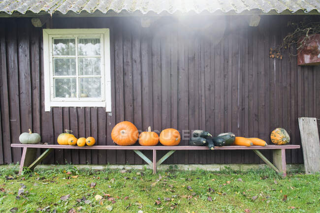 Varie zucche mature sdraiate su una panchina di legno vicino a una bella baracca in campagna — Foto stock