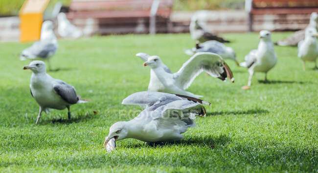 Rebanho de gaivotas bonitos comendo peixe na grama artificial no zoológico — Fotografia de Stock