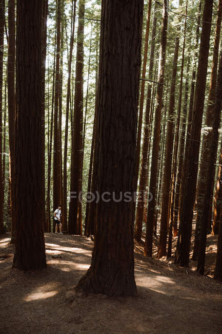Back view of young male with backpack standing on forest walkway looking through tress in Cantabria, Spain — Stock Photo