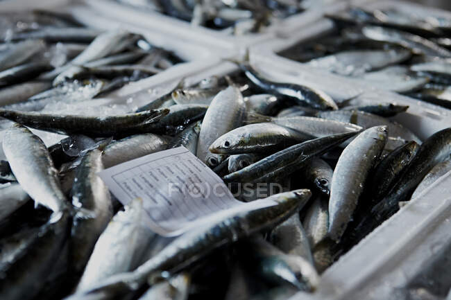 Pequenos peixes colocados em recipientes brancos com gelo — Fotografia de Stock