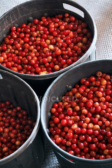 From above view of containers full of ripe red cherries — Stock Photo