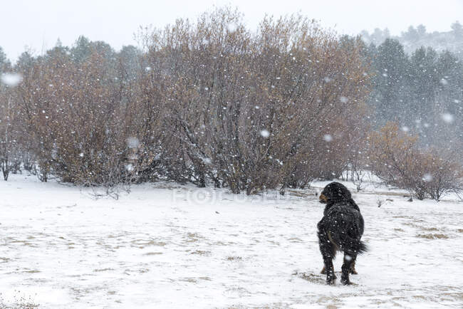 Bernese cão de montanha na floresta sob uma grande tempestade de neve. — Fotografia de Stock