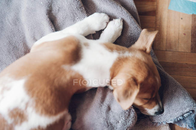 Милый белый и коричневый щенок спит на одеяле — стоковое фото