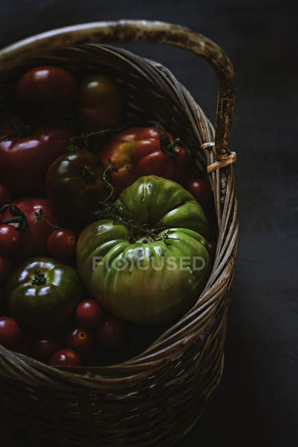 Tomates frescos colhidos em cesta no fundo cinza — Fotografia de Stock